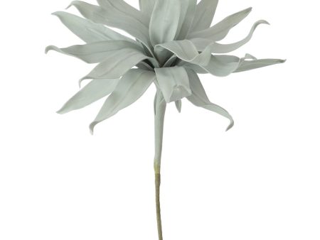 Blue-Grey Aloe Flora For Sale